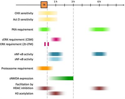 Molecular insights from the crab Neohelice memory model